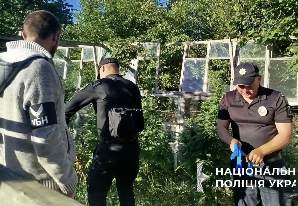 У Первомайську викрили плантації конопель: вилучено 49 кущів і близько 300 г канабісу