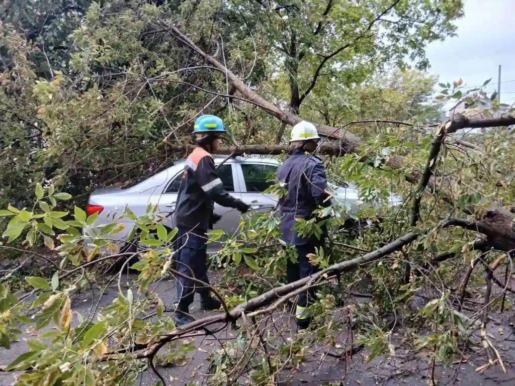 У Миколаєві під час бурі дерево впало на легковик