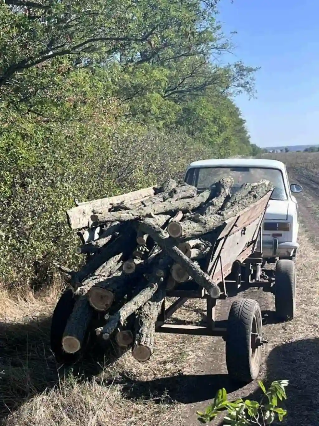 У Вознесенському районі незаконно зрубали акації: екологічні збитки перевищили 20 тисяч гривень