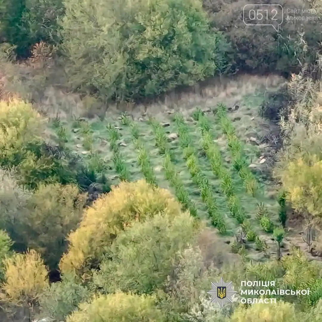 На Первомайщині викрили плантацію конопель та вилучили понад центнер канабісу