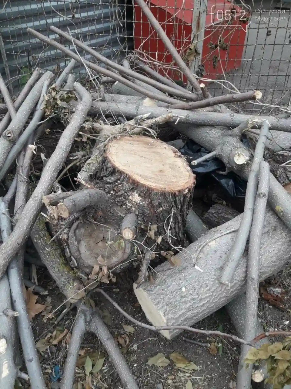 У Миколаєві зафіксували незаконне знищення 16 дерев, матеріали передано до поліції