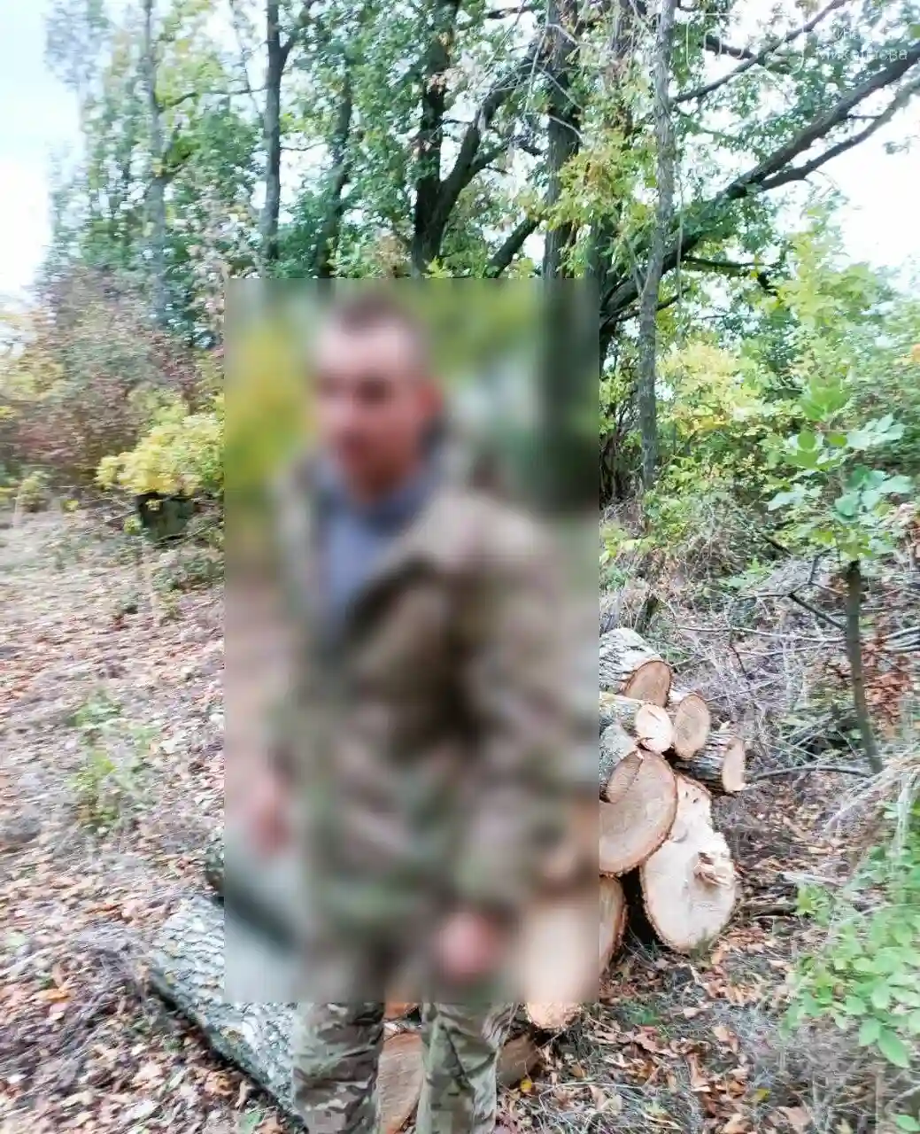 На Миколаївщині екологи зупинили незаконну вирубку лісосмуги — перші результати екологічної реформи