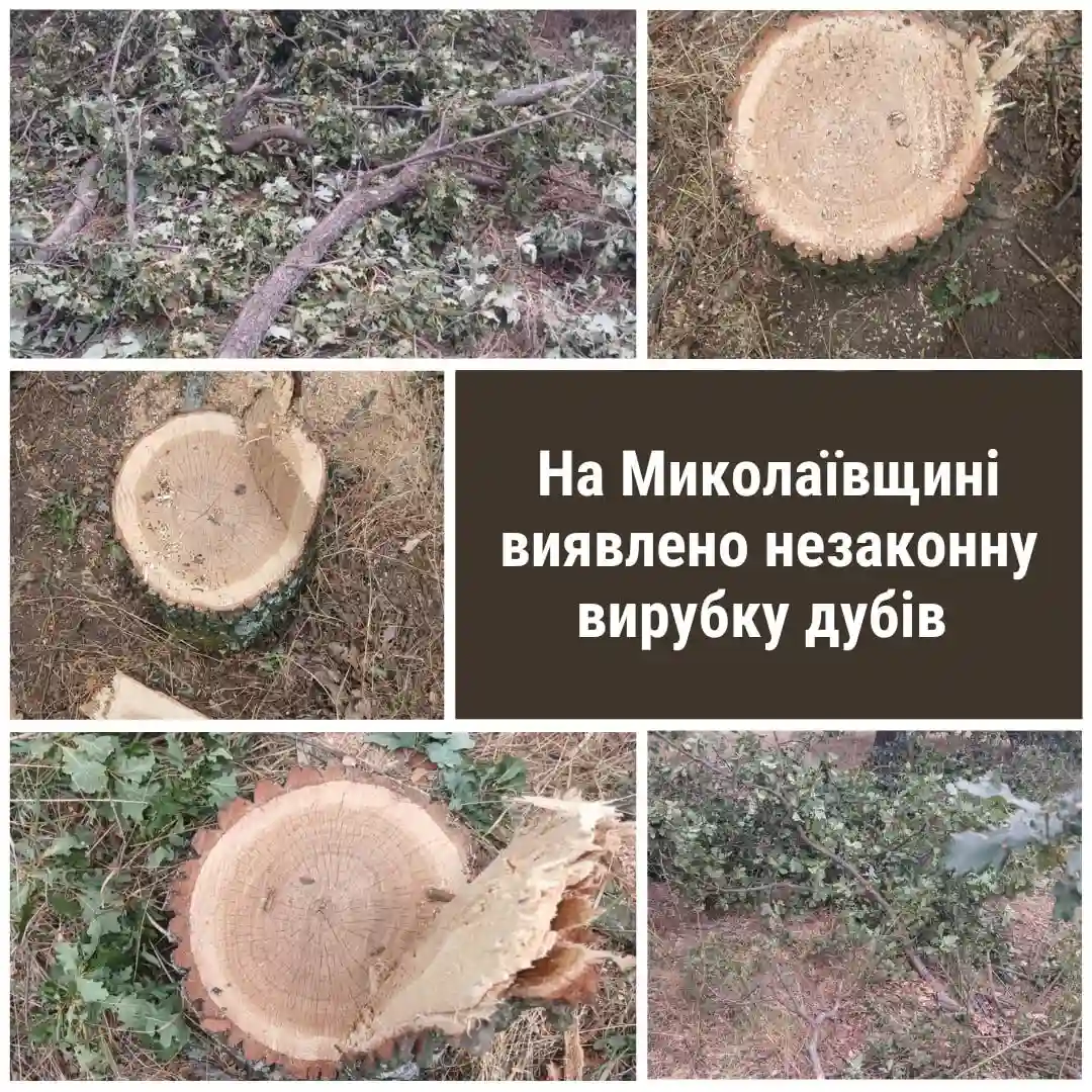 На Миколаївщині екоінспекція звернулася до поліції через незаконну вирубку дубів