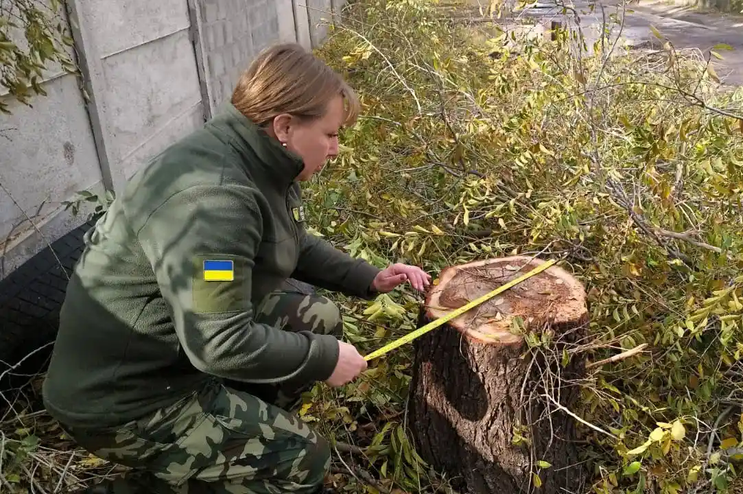 У Миколаєві завдали шкоди заповіднику «Дубки»: незаконно обрізали дерева на понад 2,4 мільйона гривень