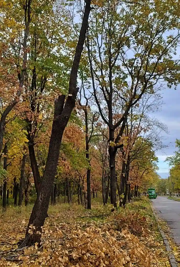 У Миколаєві завдали шкоди заповіднику «Дубки»: незаконно обрізали дерева на понад 2,4 мільйона гривень