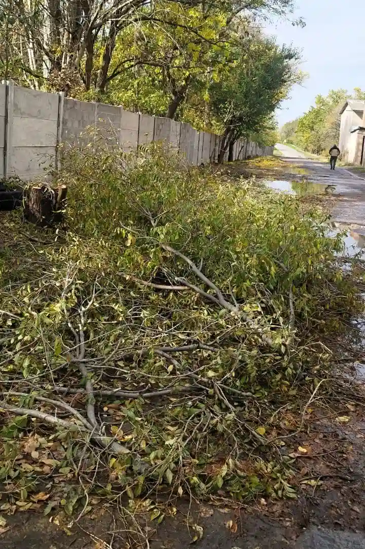 У Миколаєві завдали шкоди заповіднику «Дубки»: незаконно обрізали дерева на понад 2,4 мільйона гривень