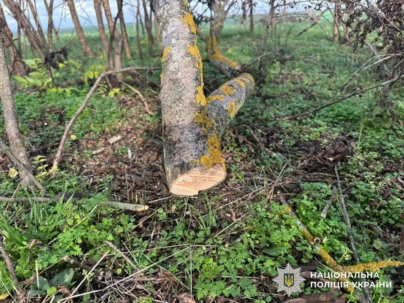 На Миколаївщині викрили чоловіка, який місяцями вирубував дерева та завдав довкіллю збитків на 333 тисячі гривень