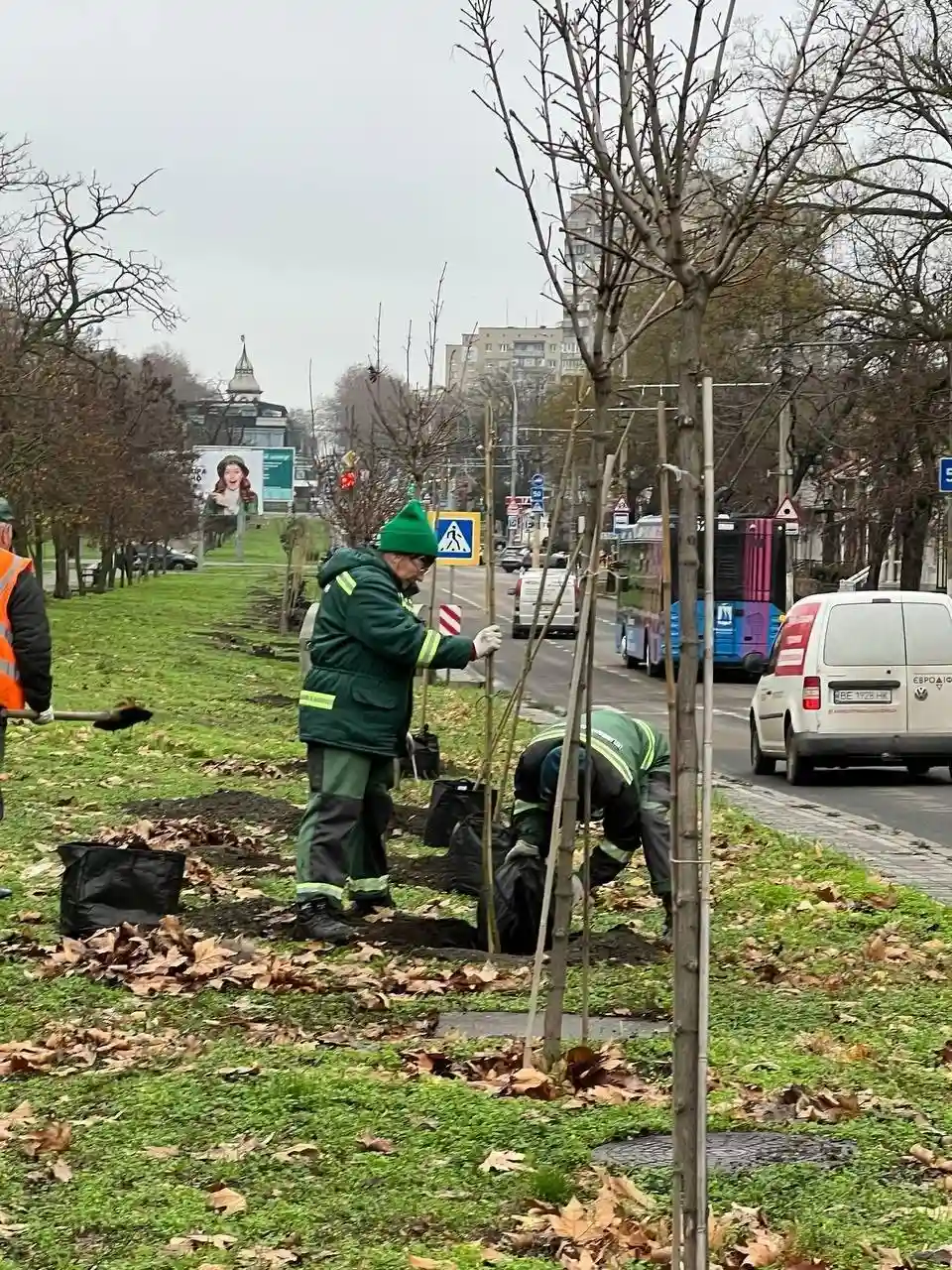 Миколаїв робить ставку на зелені зони: у місті висадили нові клени на трьох ділянках