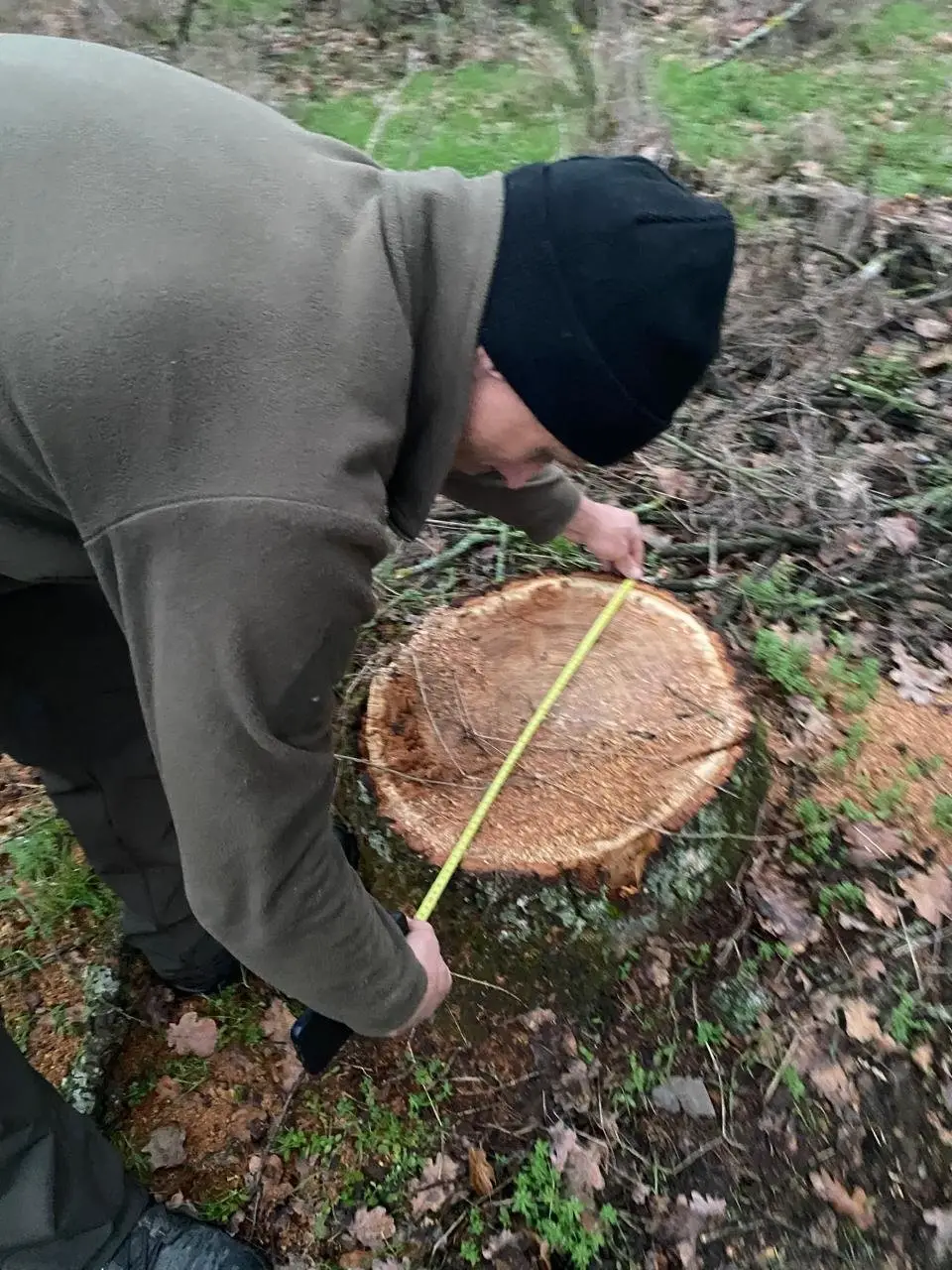 На Миколаївщині виявили незаконну вирубку дубів вартістю понад 60 тисяч гривень