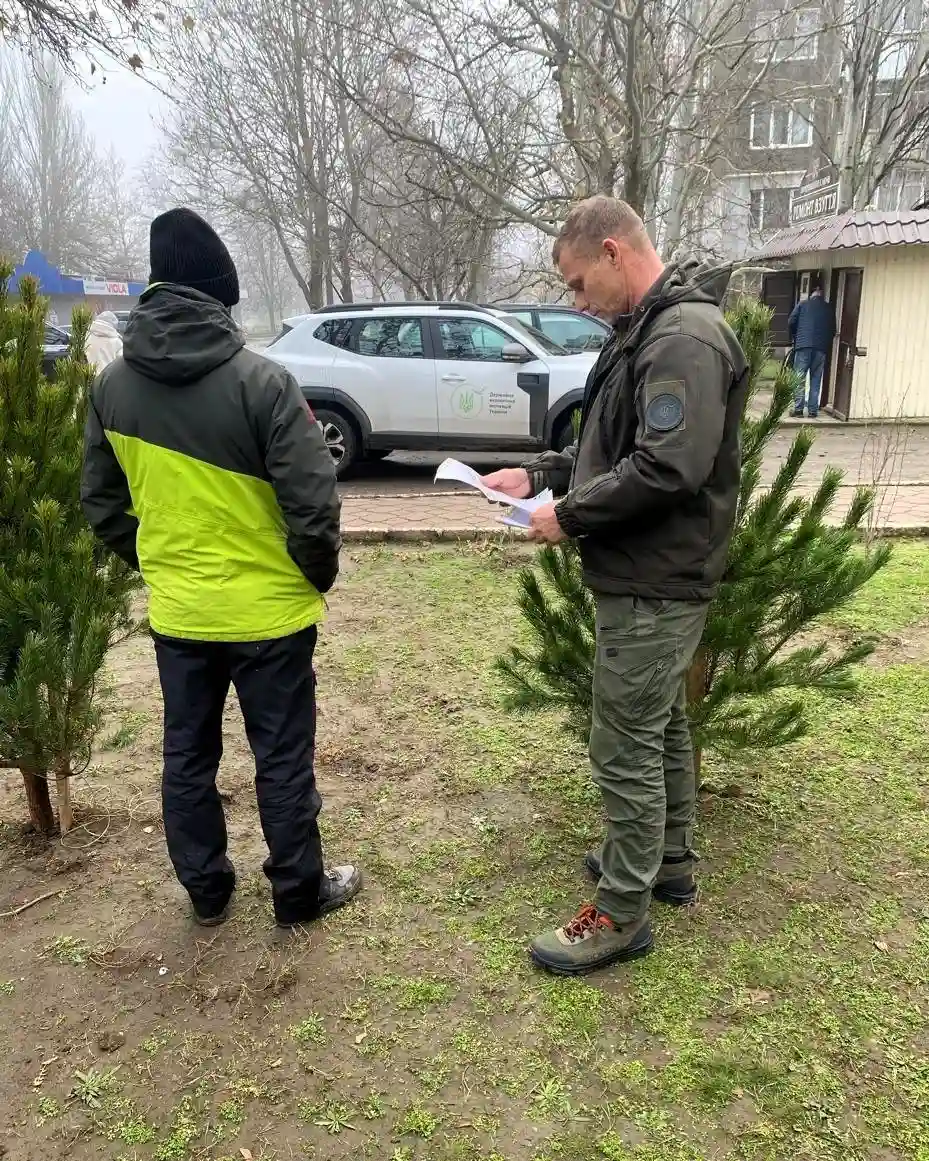 У Миколаєві викрили продаж новорічних ялинок без документів: екоінспекція провела передсвятковий рейд