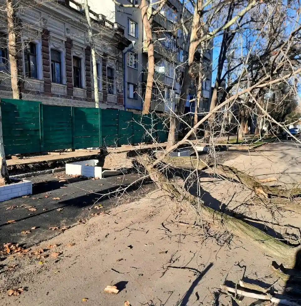 Акація впала без вітру: у центрі Миколаєва дерево не витримало наслідків ремонту