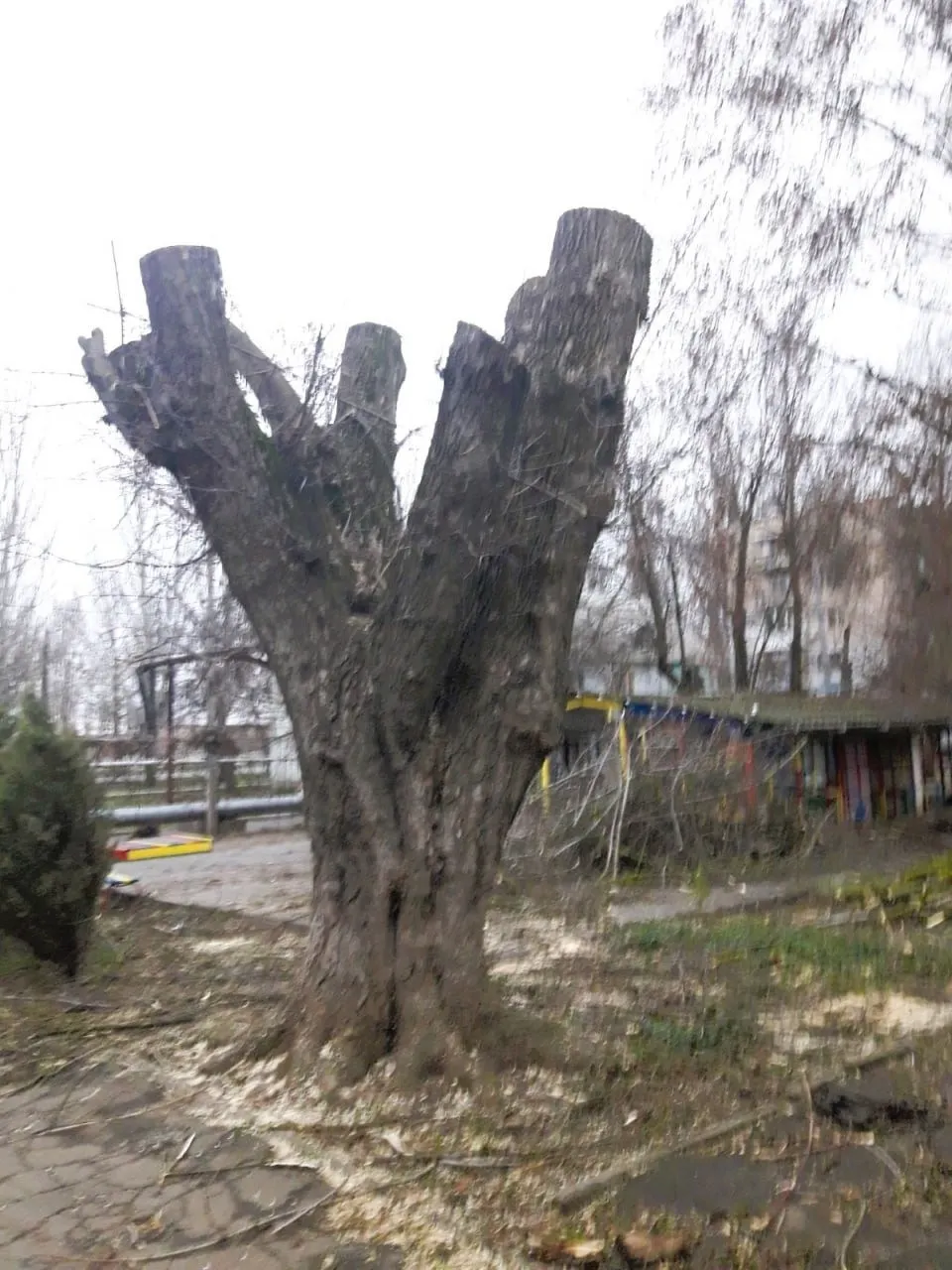 Від театру до прилаштування собак: чим живе Миколаїв 17 – 18 січня