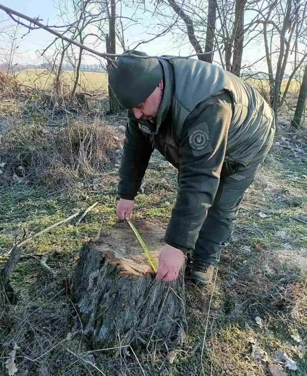 Незаконна рубка в лісосмузі на Миколаївщині – екологи нарахували понад 280 тисяч гривень збитків