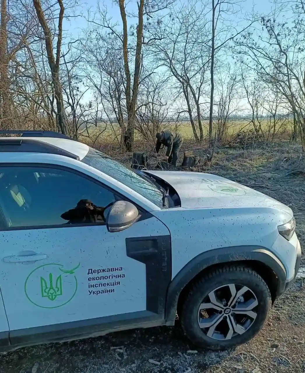 Незаконна рубка в лісосмузі на Миколаївщині – екологи нарахували понад 280 тисяч гривень збитків