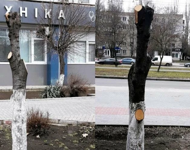 У центрі Миколаєва липи залишили без крон: екоінспекція зафіксувала пошкодження