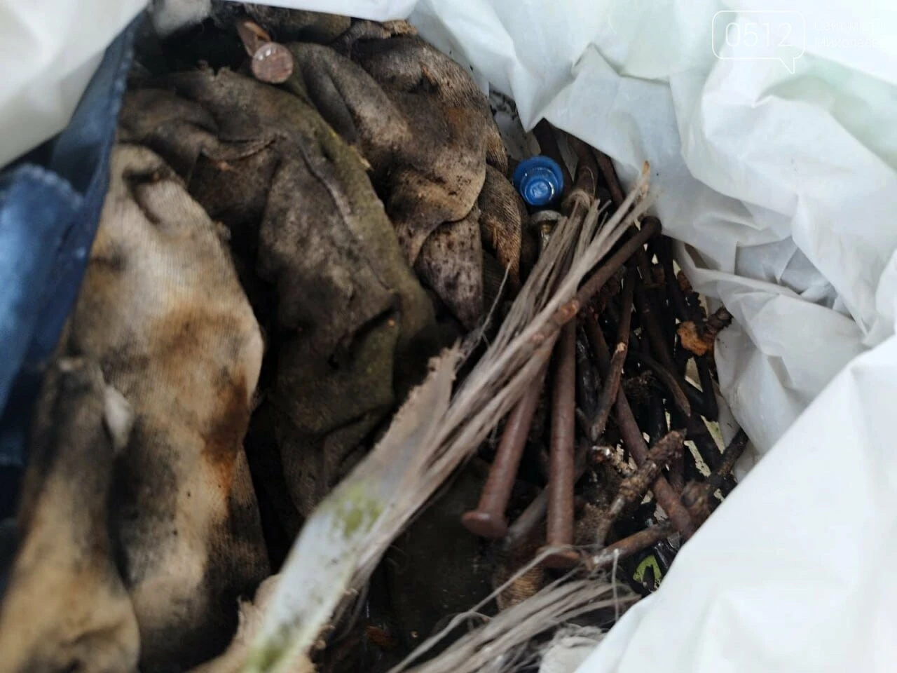 Наслідки стихійної торгівлі: у Миколаєві екологи рятували дерева від металевих цвяхів та сміття