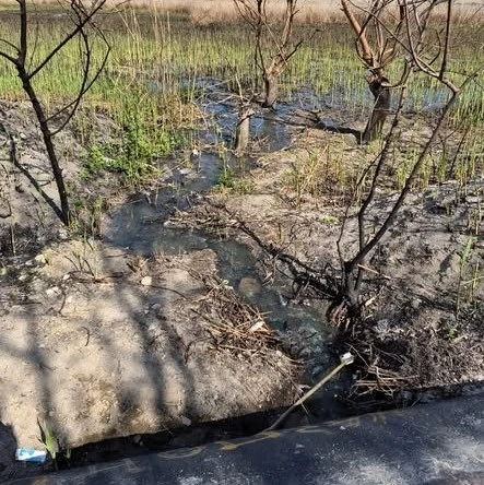 У парку Миколаєва виявили небезпечні стоки: показники забруднення перевищені в рази